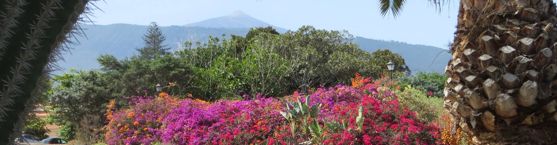 Vakantie aanbiedingen Tenerife